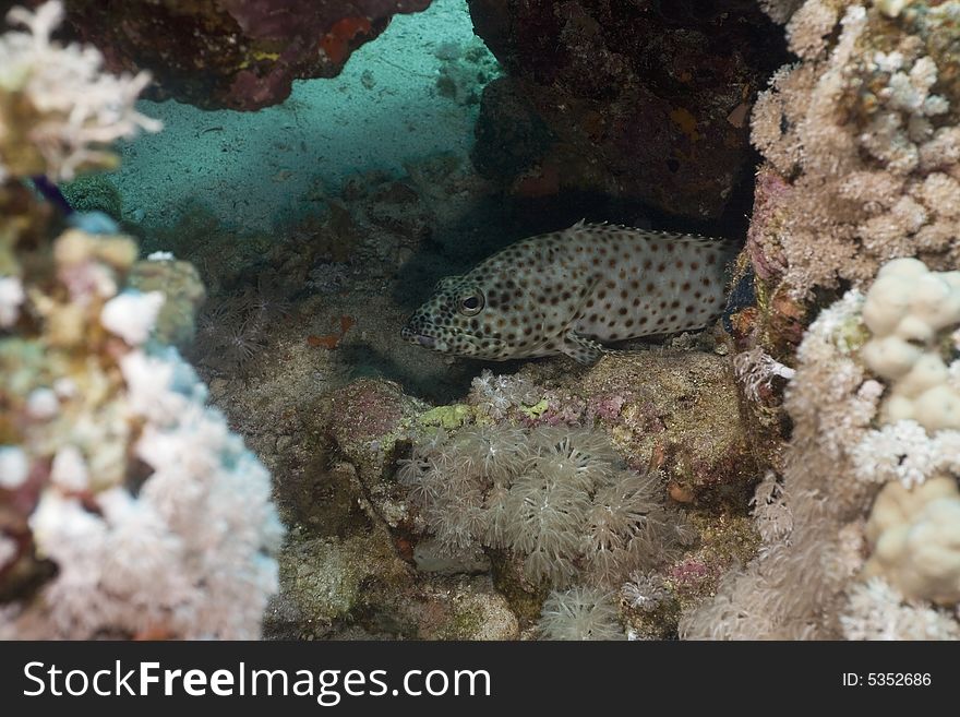 Greasy grouper (epinephelus tauvina)
 taken in the Red Sea.