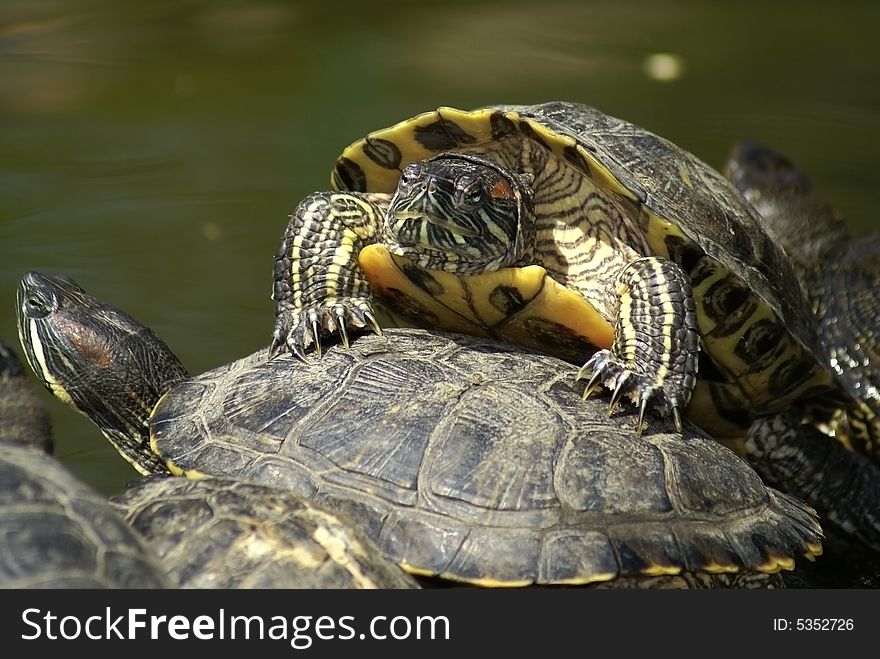 Nice funny tortoises sitting near water