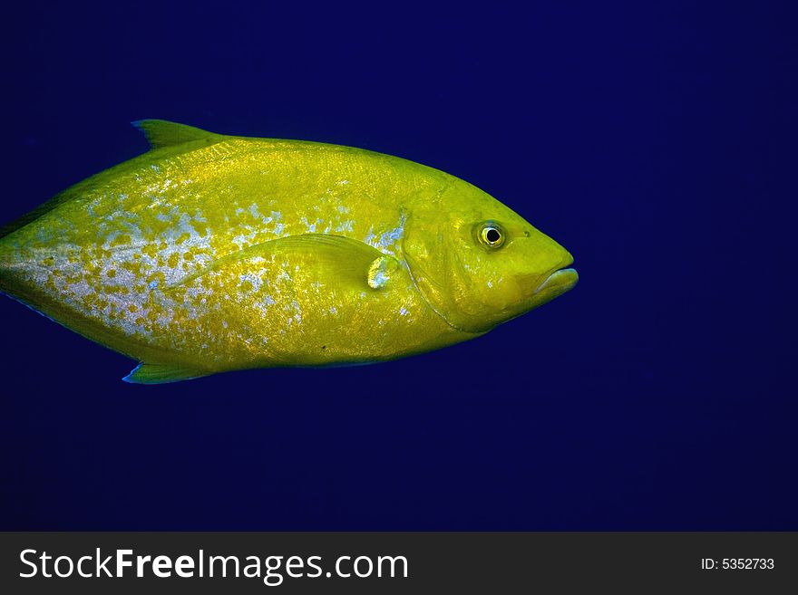 Goldbody trevally (carangoides bajad)
taken in the Red Sea.