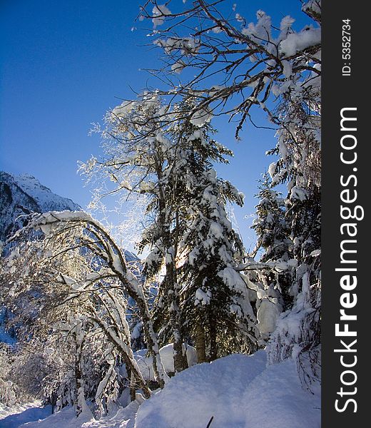 Winter trees in the forest