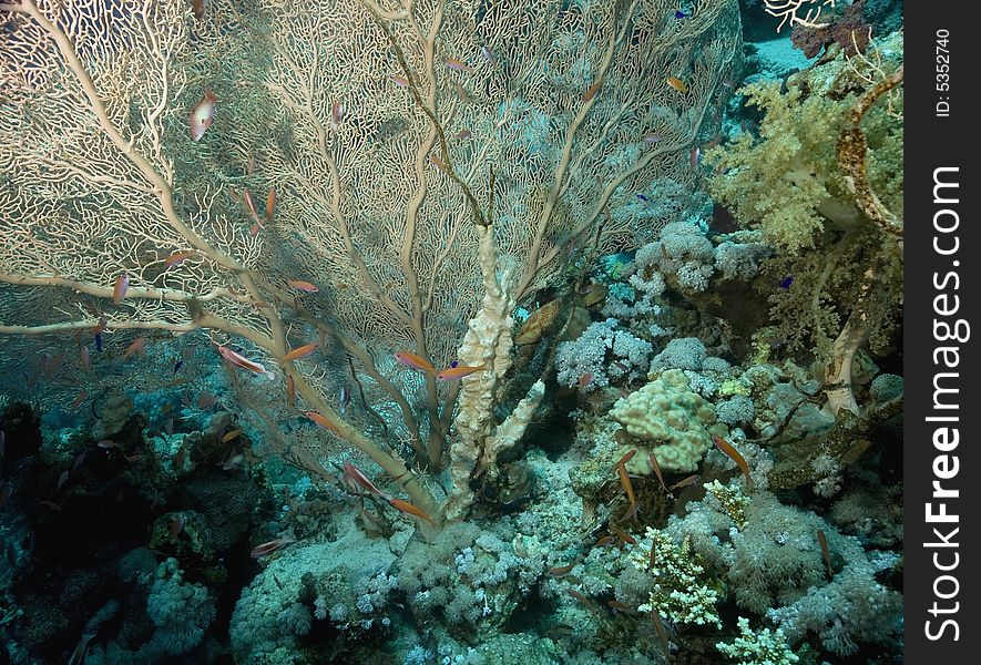 Seafan, Coral and fish taken in the Red Sea.