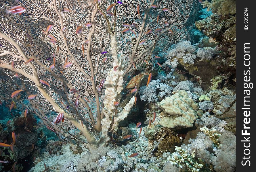 Seafan, Coral and fish taken in the Red Sea.