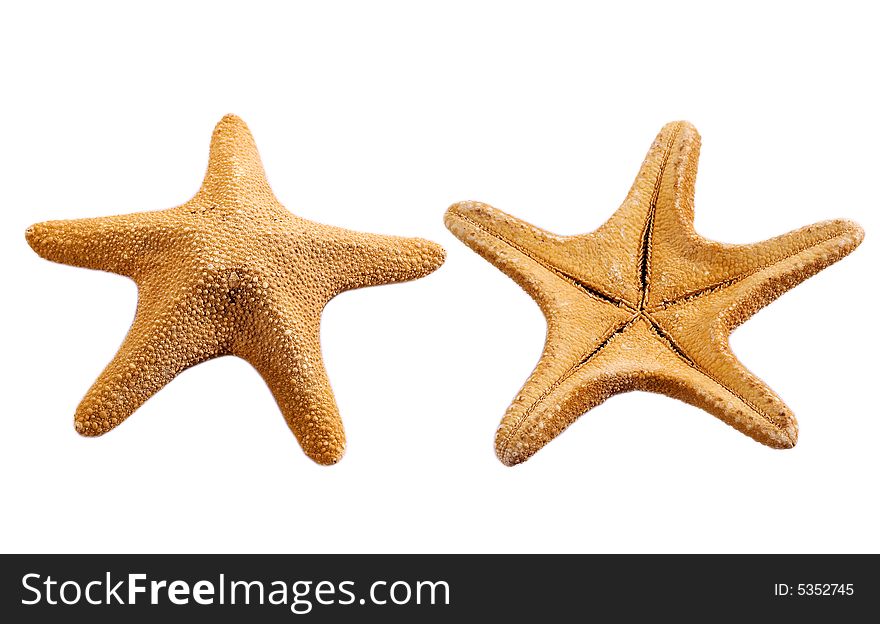 Two sides of starfish with clipping pathes isolated on white. Two sides of starfish with clipping pathes isolated on white