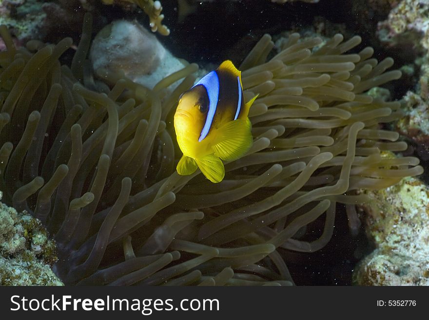 Red sea anemonefish (Amphipiron bicinctus)