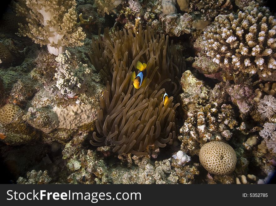 Red Sea Anemonefish (Amphipiron Bicinctus)