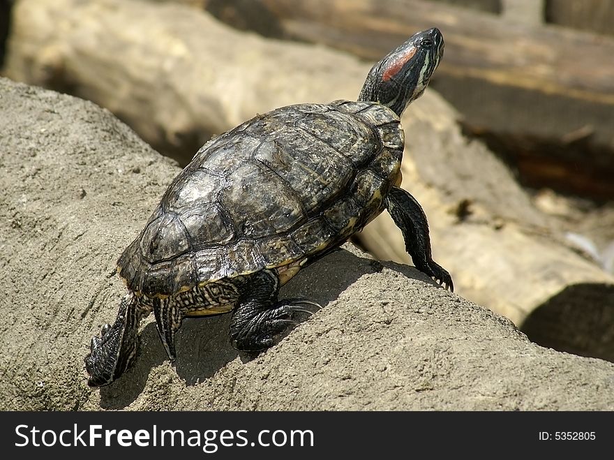 Nice funny close-up tortoise. Sunny day