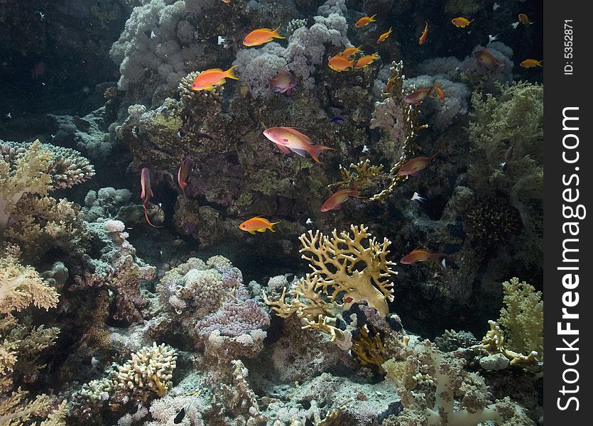 Coral and fish taken in the Red Sea.