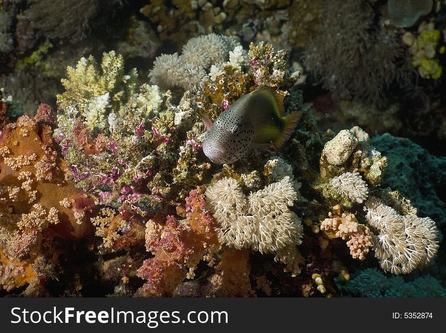 Freckled hawkfish (paracirrhites forsteri)