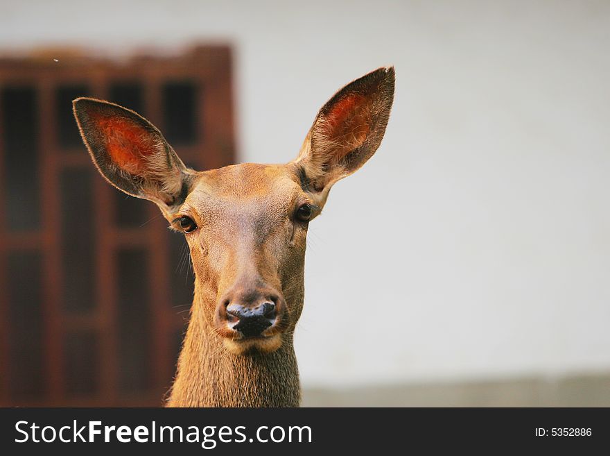 The spotted deer in the zoo. it looks very cut .