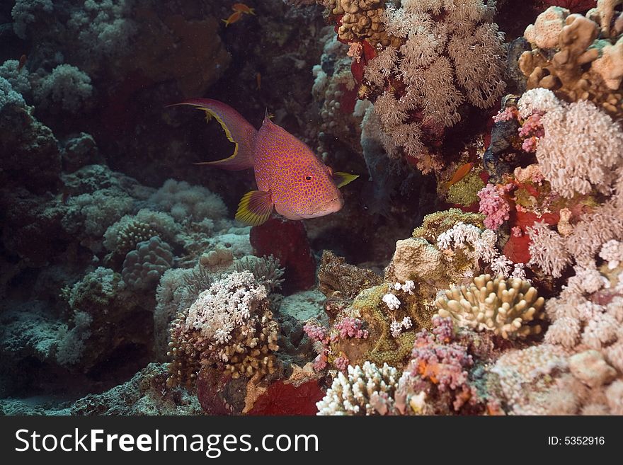 Lyretail grouper (variola louti) taken in the Red Sea.