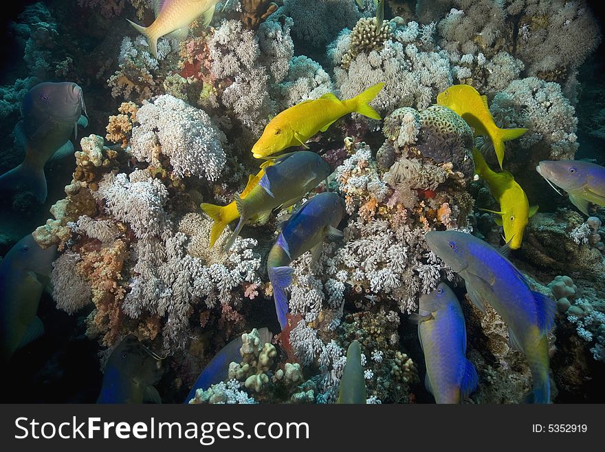 Yellowsaddle goatfish (parupeneus cyclostomus) taken in the Red Sea.