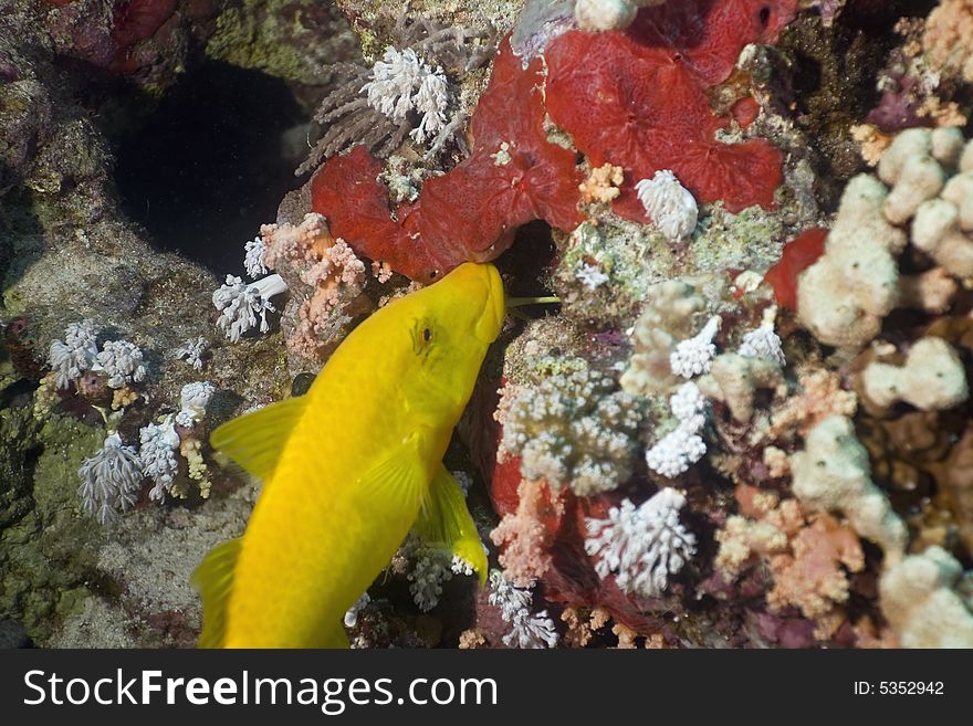 Yellowsaddle Goatfish (parupeneus Cyclostomus)