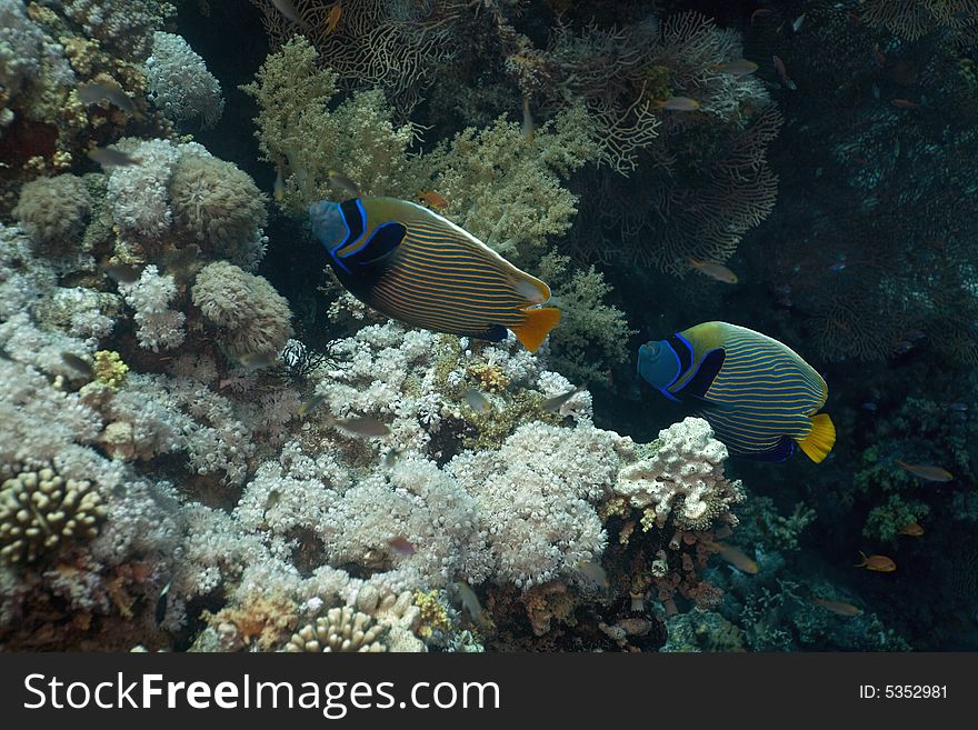 Emperor angelfish (pomacanthus imperator) taken in the Red Sea.