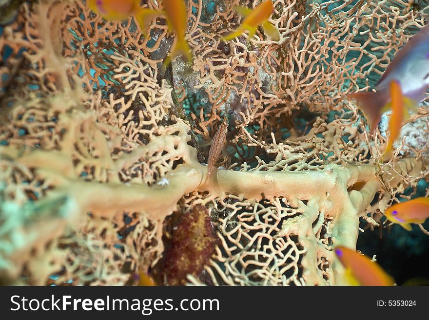 Seafan, Coral and fish taken in the Red Sea.