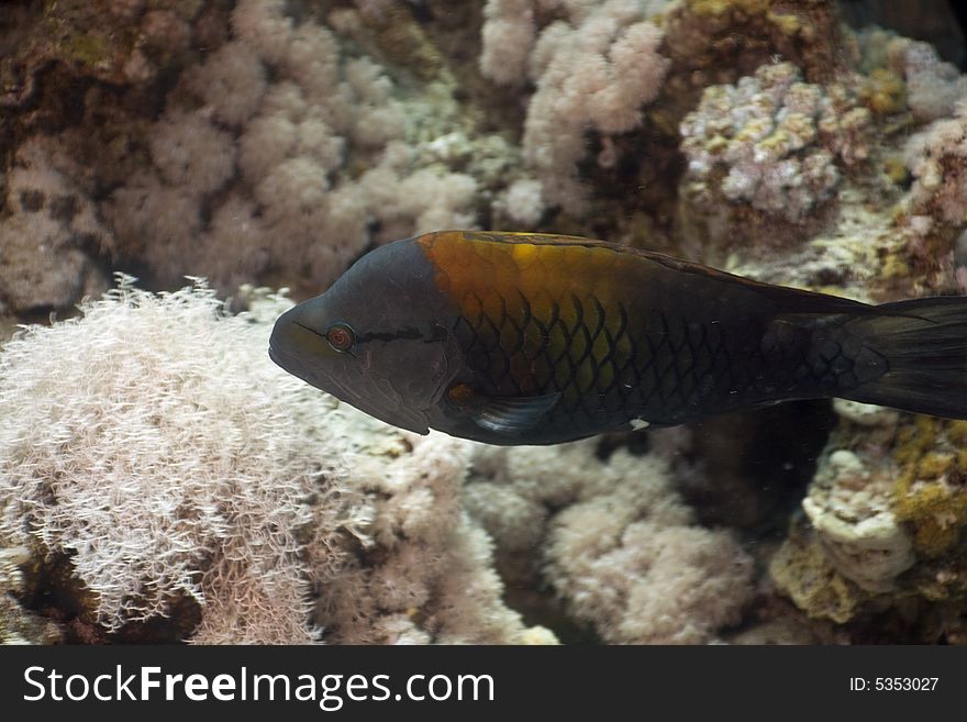 Slingjaw wrasse (epibulus insidiator) taken in the Red Sea.