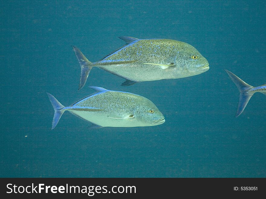 Bluefin trevally (caranx melampygus)taken in the Red Sea.