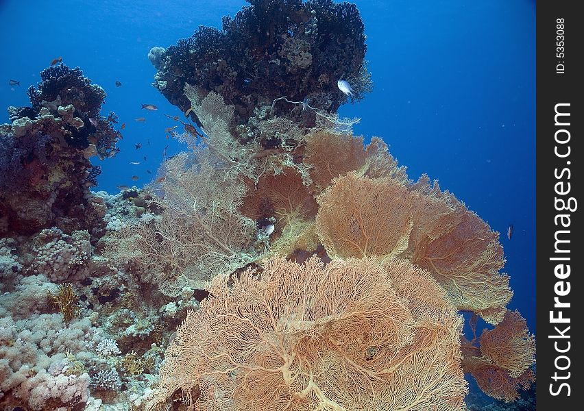 Seafan, Coral and fish taken in the Red Sea.