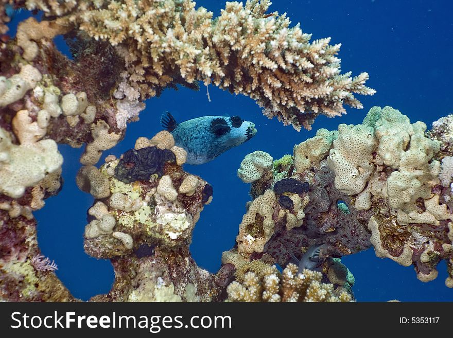 Masked puffer (arothron diadematus)  taken in the Red Sea.