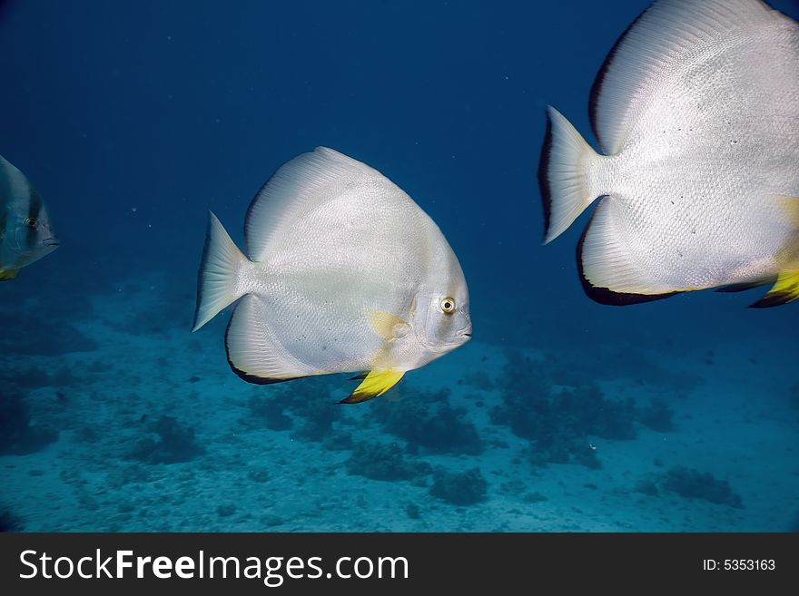 Orbicular spadefish (platax orbicularis)
 taken in the Red Sea.