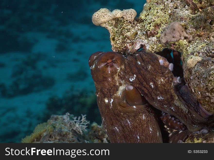 Reef octopus (octopus cyaneus)
 taken in the Red Sea.