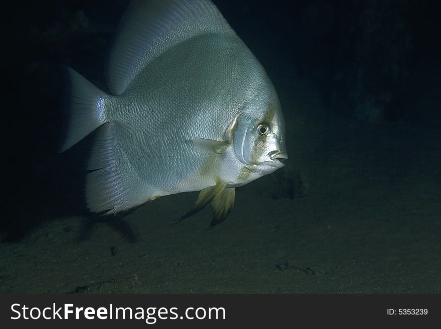 Orbicular spadefish (platax orbicularis) taken in the Red Sea.