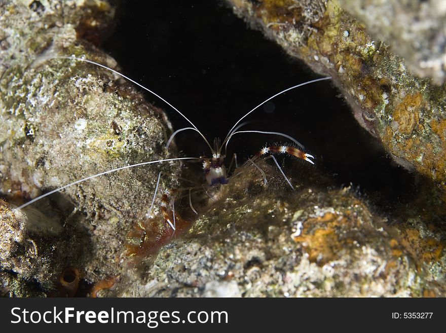 Boxer shrimp (stenopus hispidus) taken in the Red Sea.