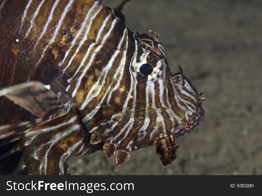 Common lionfish (pterois miles) taken in the Red Sea.