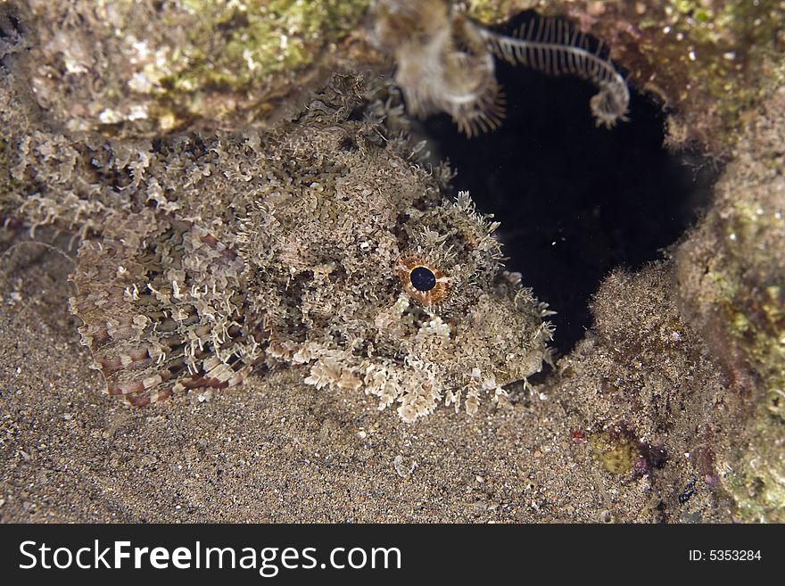 Bearded scorpionfish (scorpaenopsis barbatus) taken in the Red Sea.