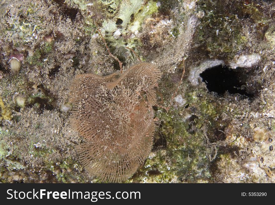 Gorgonian spider crab (xenocarcinus conicus) taken in the Red Sea.