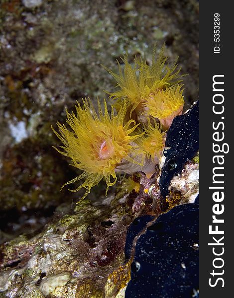 Red Cup Coral (tubastrea Coccinae)