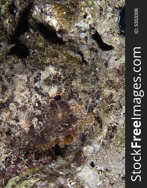 Bearded scorpionfish (scorpaenopsis barbatus) taken in the Red Sea.