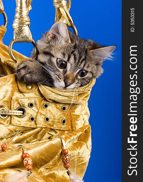 Adorable small kitty sitting in the golden bag. Adorable small kitty sitting in the golden bag