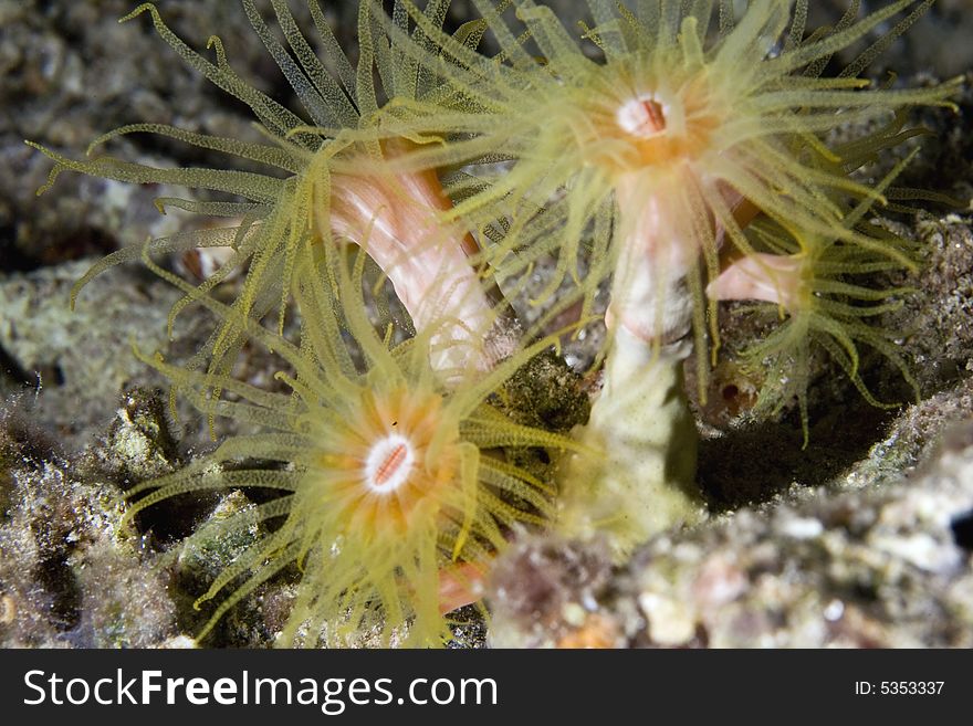 Red Cup Coral (tubastrea Coccinae)