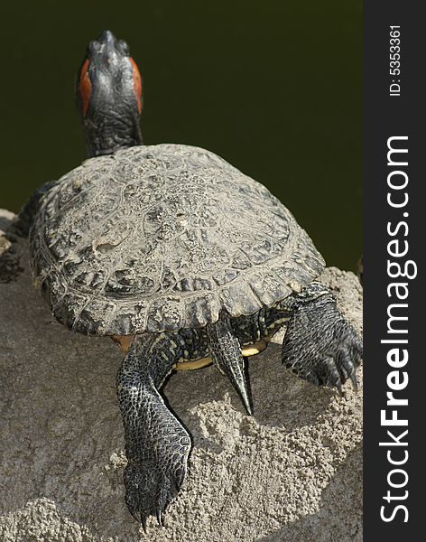 Nice funny close-up tortoise. Sunny day. Nice funny close-up tortoise. Sunny day