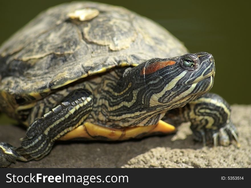 Nice funny close-up tortoise. Sunny day. Nice funny close-up tortoise. Sunny day