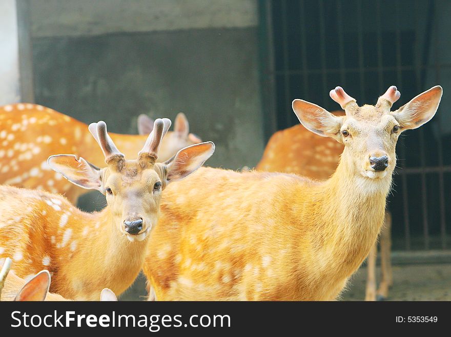 The spotted deer in the zoo. it looks very cut .