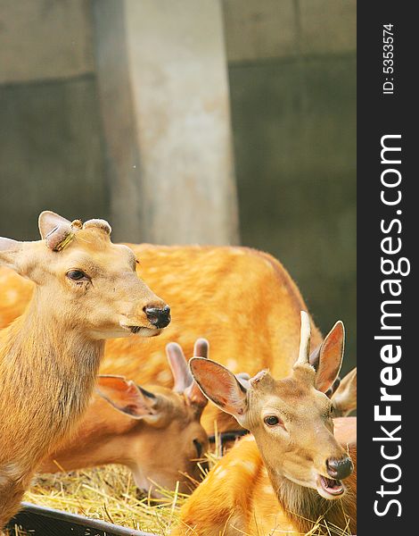 The spotted deer in the zoo. it looks very cut .