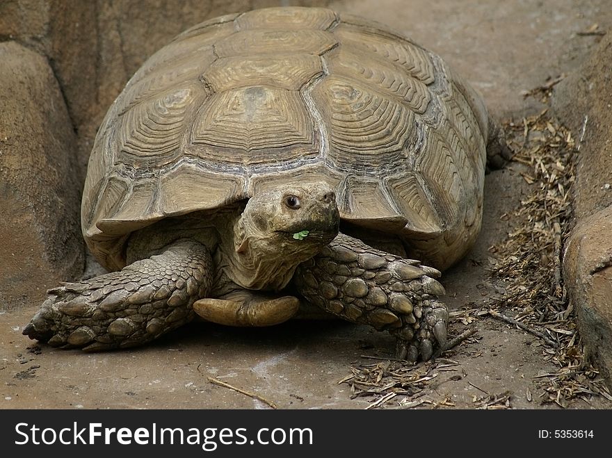 Nice funny close-up tortoise. Sunny day. Nice funny close-up tortoise. Sunny day