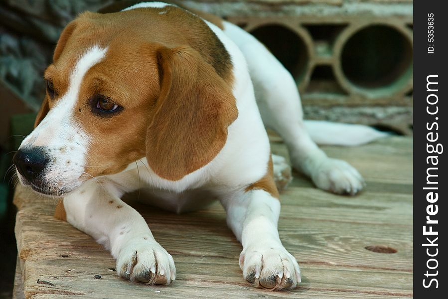 Portrait of sweet female of beagle. Portrait of sweet female of beagle