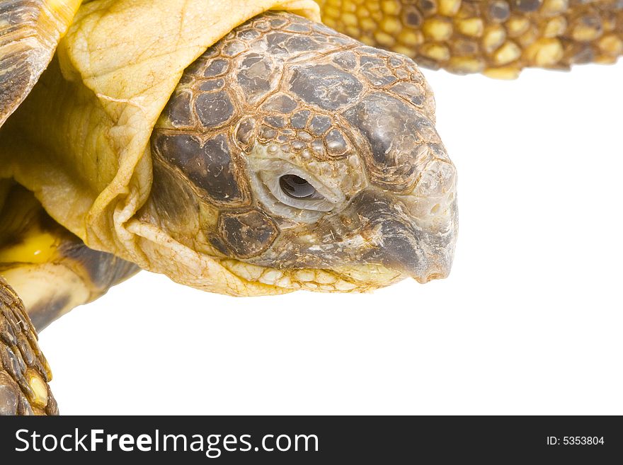 A young tortoise - Testudo horsfieldi - on the white background - close up