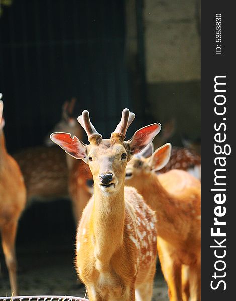 The spotted deer in the zoo. it looks very cut .