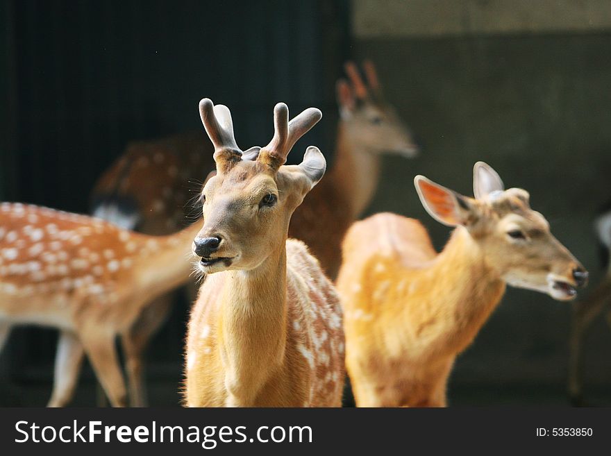 The spotted deer in the zoo. it looks very cut .