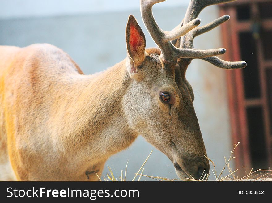 The spotted deer in the zoo. it looks very cut .