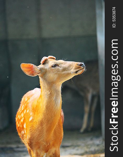 The spotted deer in the zoo. it looks very cut .