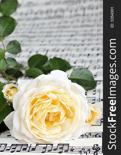 Beautiful white-yellow rose on note paper