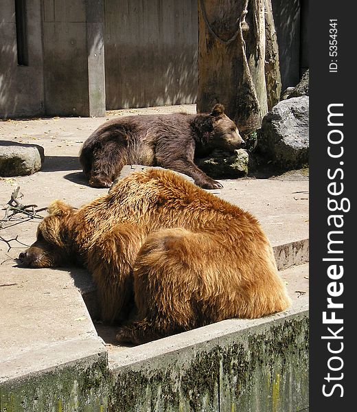 Two bears having an afternoon sleep. Two bears having an afternoon sleep