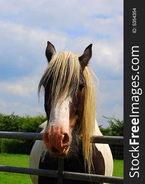 Shot of a beautiful horse in a field looking at camera