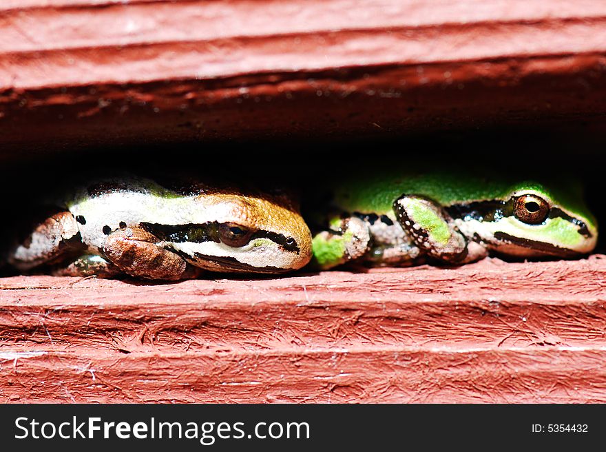 Close-up of two frogs resting toe-to-tail in a stucco railing