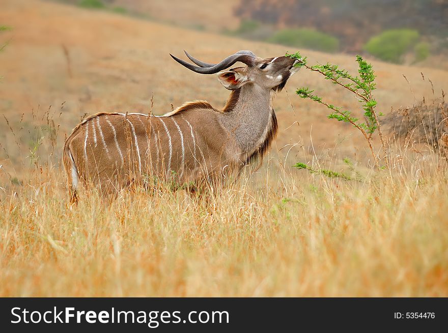 Kudu (Tragelaphus strepsiceros