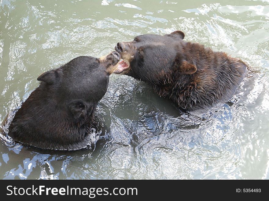 These two bears are enjoying each others company by playing a little wrestling game. These two bears are enjoying each others company by playing a little wrestling game.